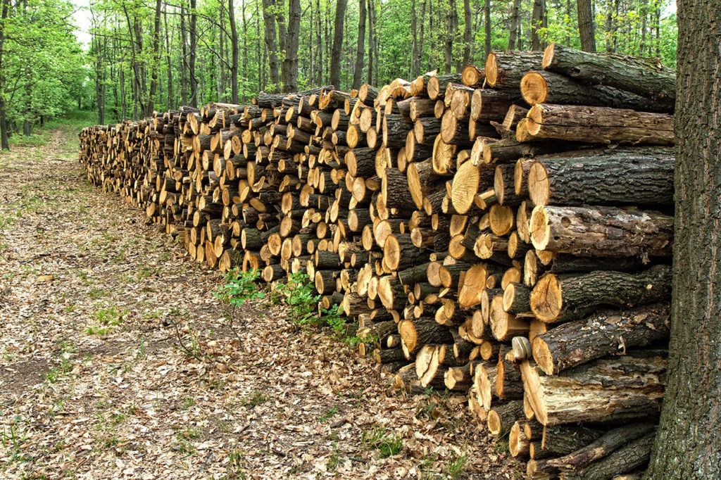 A Shelterwood Timber Harvest Leaves Rows of Mature Trees Standing