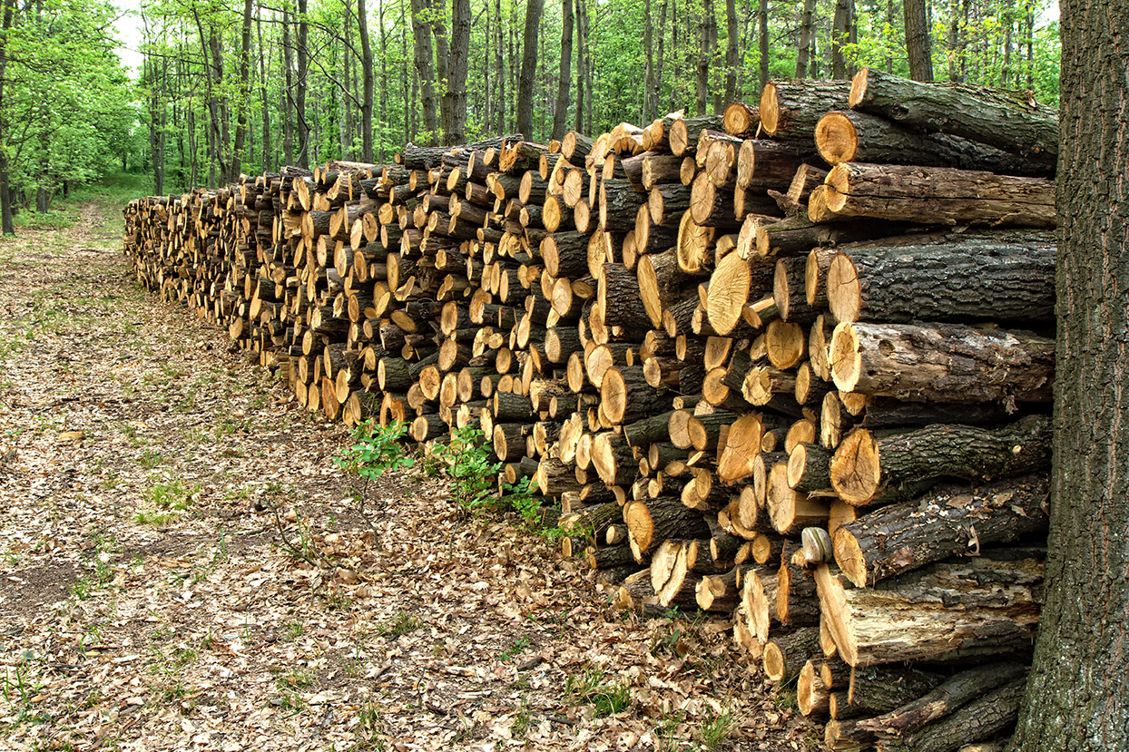 Timber Harvest: Shelterwood Technique
