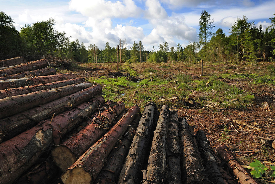 Clearcutting Can Be an Ugly But Effective Timber Harvesting Technique