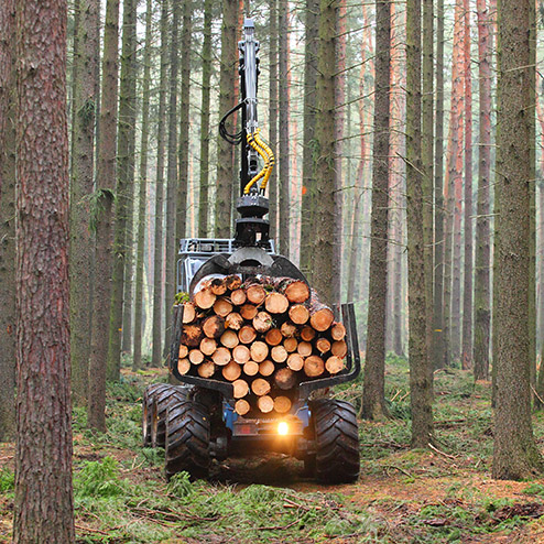Selection Cutting Timber Harvest
